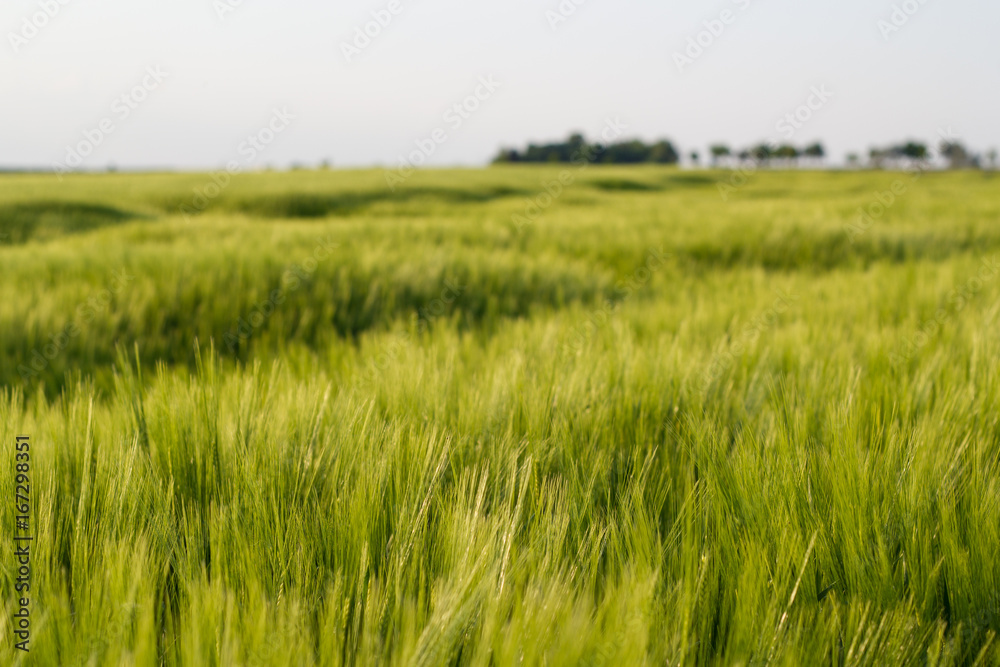Beautiful field of barley 