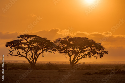 African Acacia Trees at Sunrise © Gary
