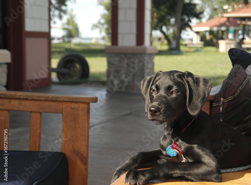 Black Lab 