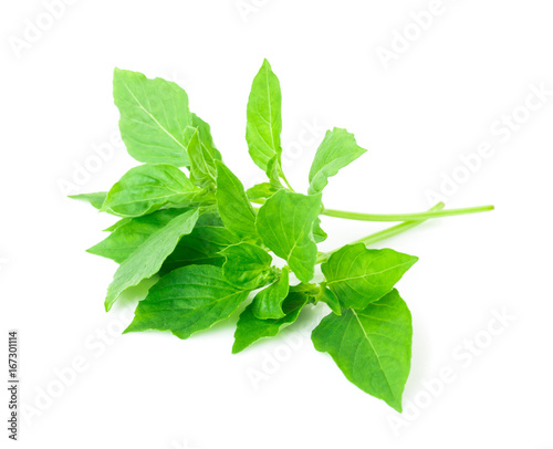 hoary basil or basilicum on white background, ingredient for cooking