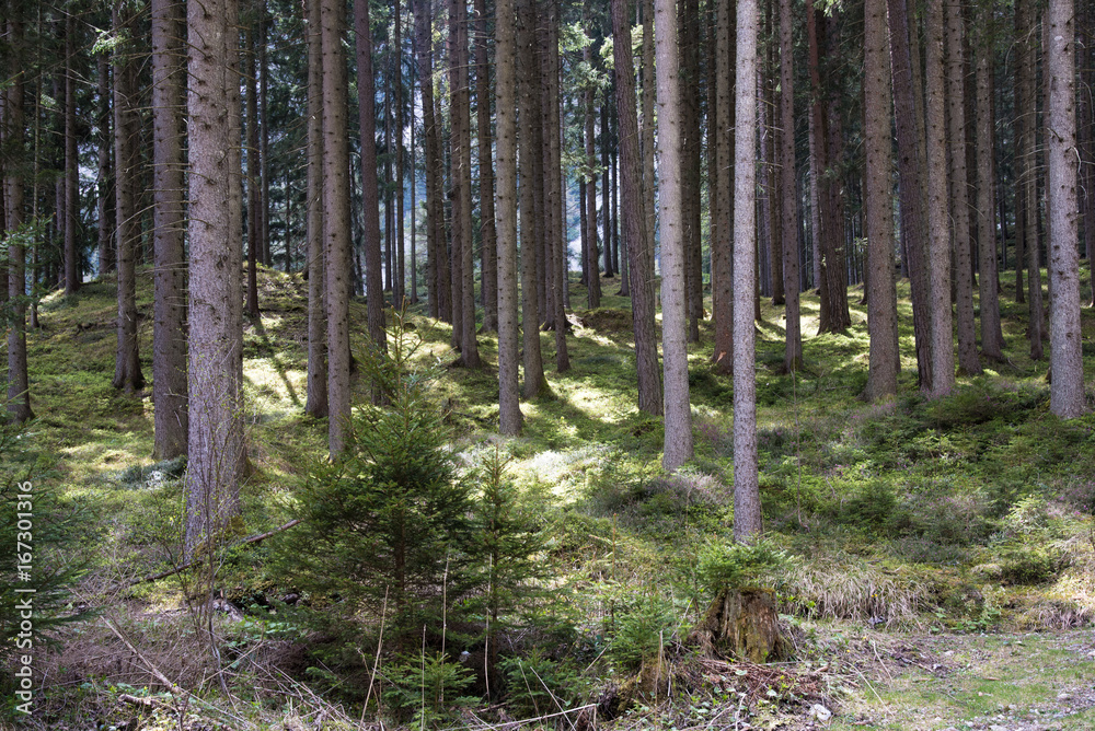 Sonnendurchfluteter Wald Sonnendurchfluteter Wald