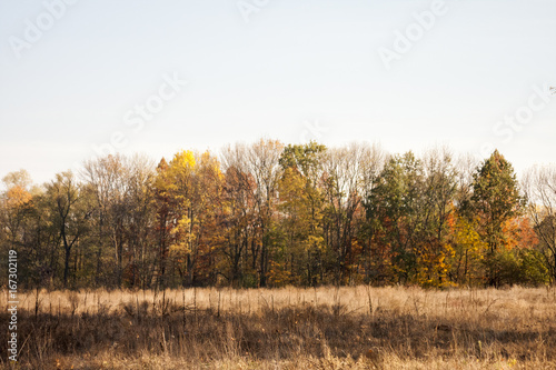 Autumn landscape with autumn leaves and moody light