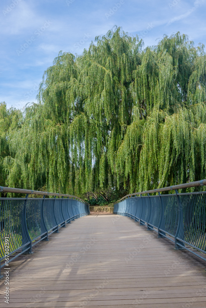 bridge pathway with trees overhang