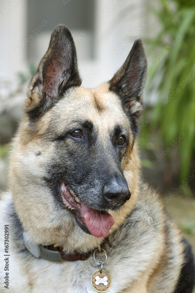Senior Shepherd Close Portrait