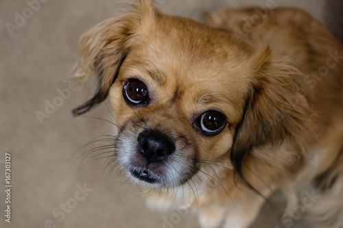 Konstfotografi tibetan spaniel dog looking up