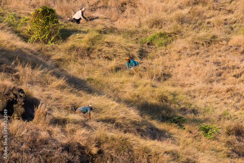 Hand-Cutting Animal Fodder on Steep Hillside © David