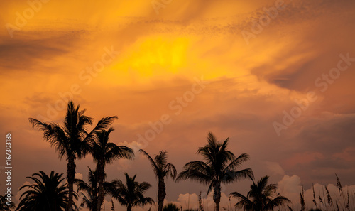 Orange Yellow Wild Looking Sky over Palm trees in Florida © HJ