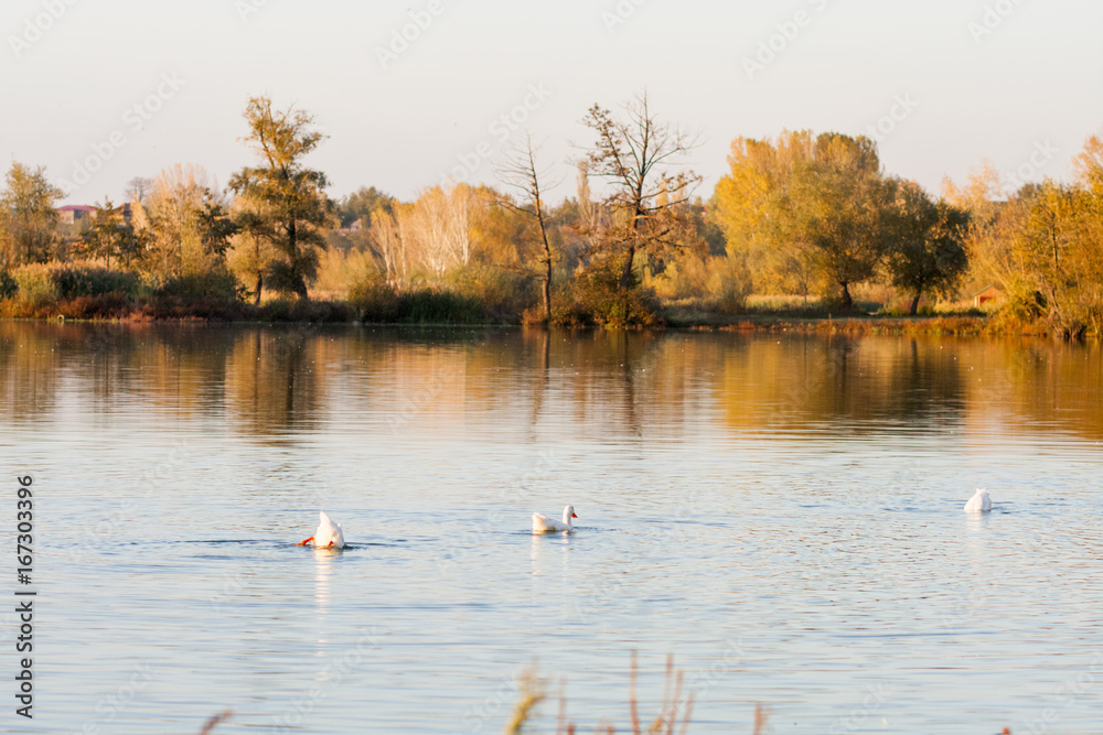 Autumn landscape with water and reflexions