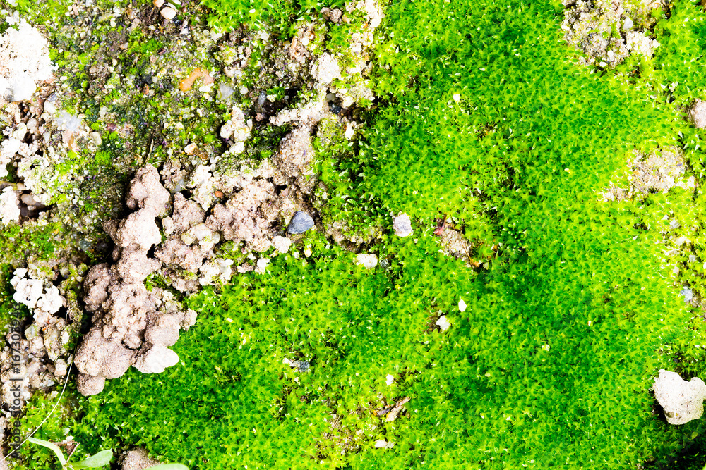 Very old stone texture with moss