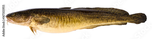 Predatory freshwater fish burbot isolated on white 
