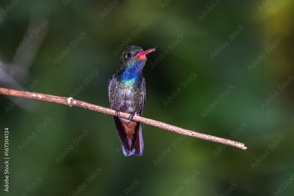 Obraz premium Beija-flor-safira (Hylocharis sapphirina) | Rufous-throated Sapphire