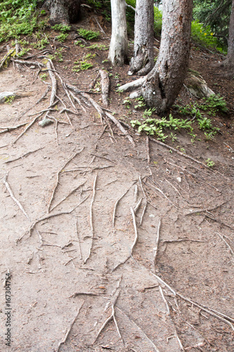 Base of the trunk of three trees and roots in the dirt © karagrubis