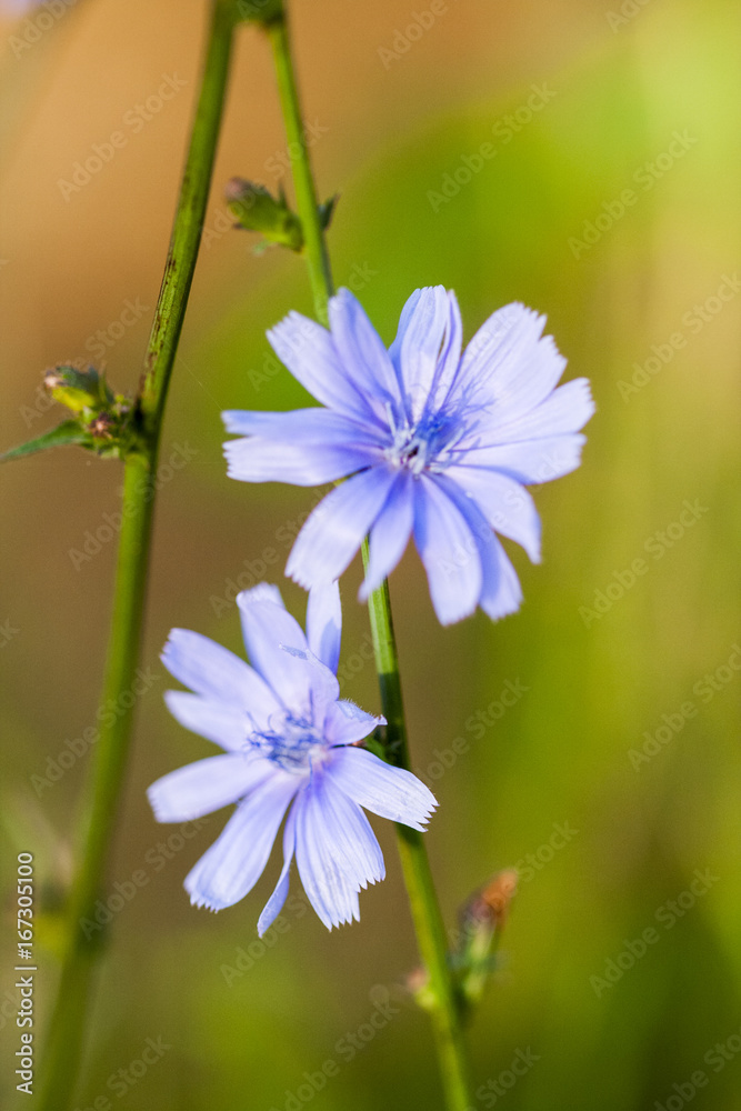 Fototapeta premium Cichory (Cichorium intybus) plant with flowers on natural background
