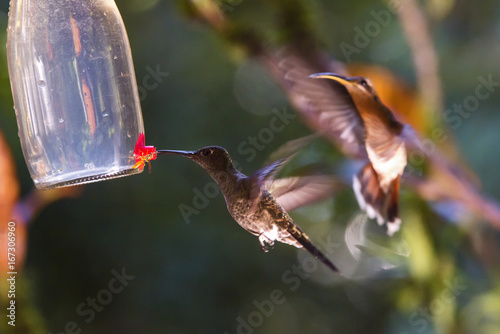 Beija-flor (Trochilidae) | Hummingbird photo