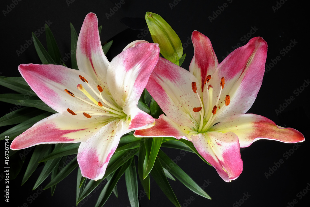 Fototapeta premium 百合