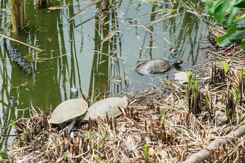 Turtles in their habitat photo