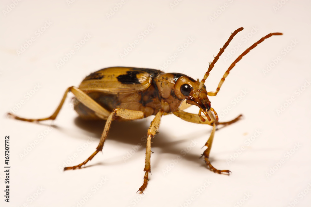 Bombardier beetles on a smooth background. Bombardier beetles on a smooth background.