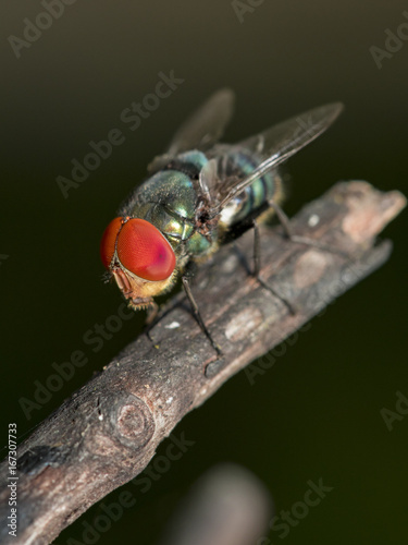 Image of a fly (Diptera) on dry branches. Insect Animal