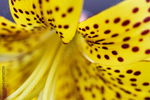 Vibrant yellow lilies closeup.