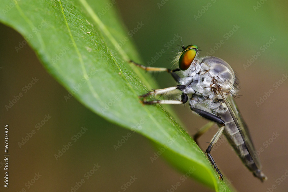 Naklejka premium Image of an robber fly(Asilidae) on green leaves on the natural background. Insect Animal