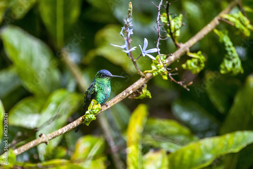 Beija-flor-de-fronte-violeta (Thalurania glaucopis) | Violet-capped Woodnymph photo