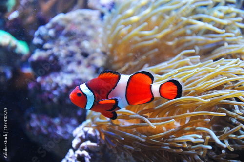 Fototapeta Naklejka Na Ścianę i Meble -  red clownfish in the coral reef