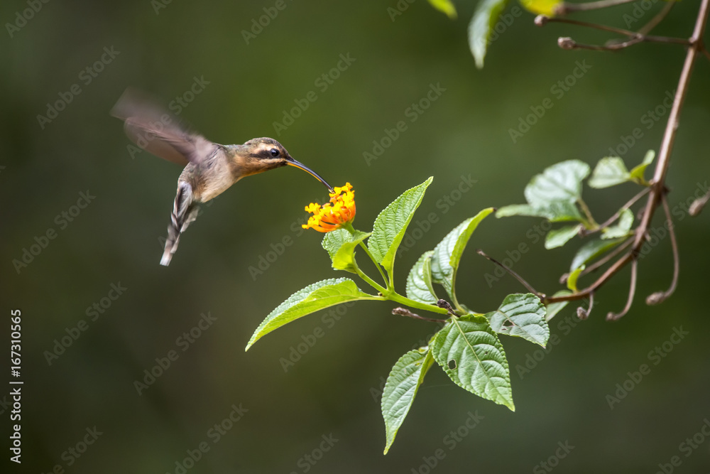 Fototapeta premium Rabo-branco-mirim (Phaethornis idaliae) | Minute Hermit