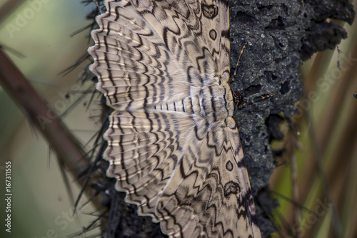 Mariposa-imperador (Thysania agrippina) | White witch photo