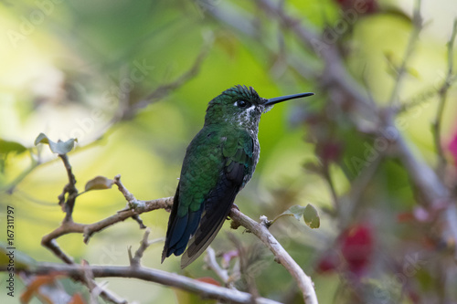 Hummingbird(Trochilidae)Flying gems