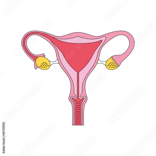 Female reproductive organ icon vector illustration design