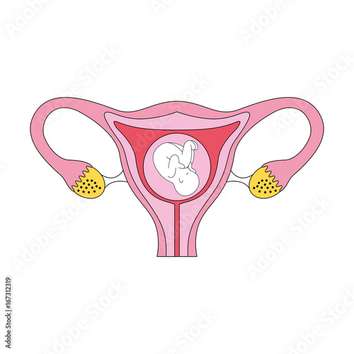 Female reproductive organ with fetus vector illustration design