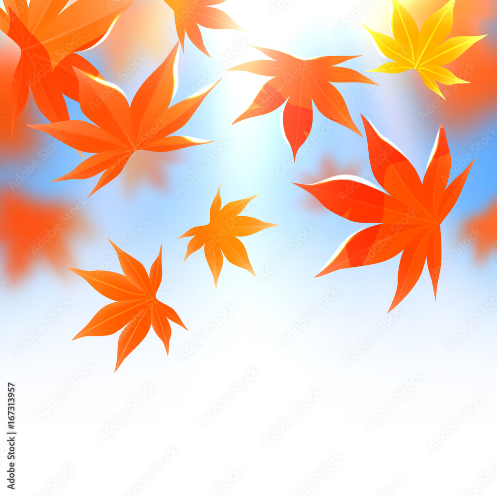 Momiji. Realistic autumn maple leaves on white and blue. Vector illustration background.