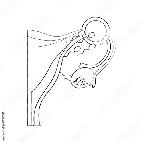Female reproductive organ with Spermatozoa vector illustration design