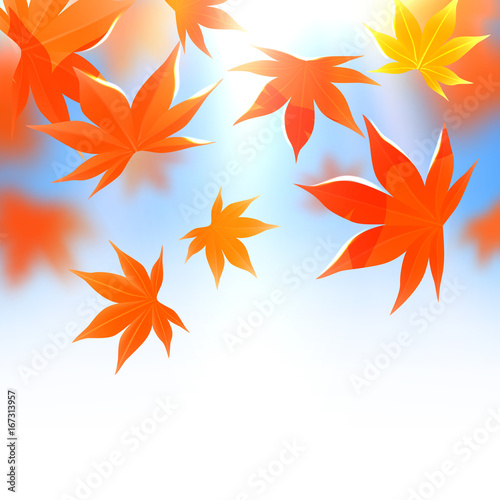 Momiji. Realistic autumn maple leaves on white and blue. Vector illustration background.