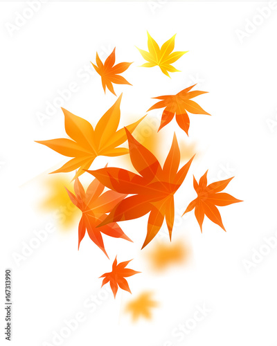 Momiji. Realistic autumn maple leaves on white. Vector illustration background.