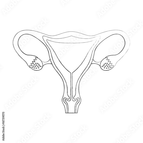 Female reproductive organ icon vector illustration design