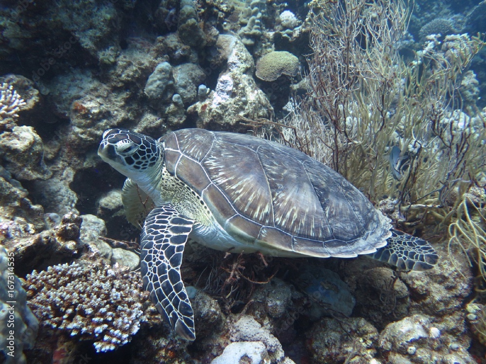 Fototapeta premium Meeresschildkröte