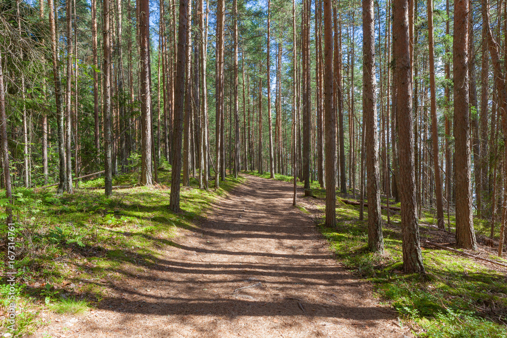Fototapeta Chodząca ścieżka w lesie przy letnim dniem