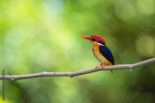 Beautiful bird Black backed Kingfisher or Oriental Dwarf Kingfisher( Ceyx erithacus) perched on the branch wait for hunting with the background blurred Make bird beautiful stand out.