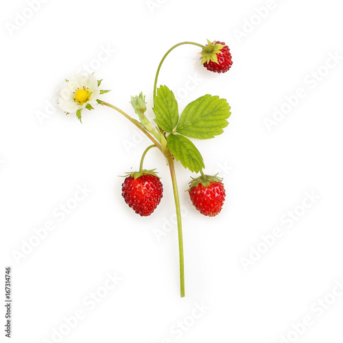 Wallpaper Mural Wild strawberry isolated Torontodigital.ca
