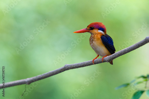 Beautiful bird Black backed Kingfisher or Oriental Dwarf Kingfisher( Ceyx erithacus) perched on the branch wait for hunting with the background blurred Make bird beautiful stand out. © A_visual