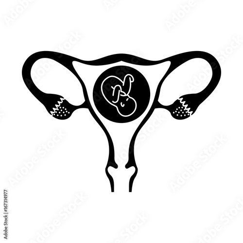 Female reproductive organ with fetus vector illustration design