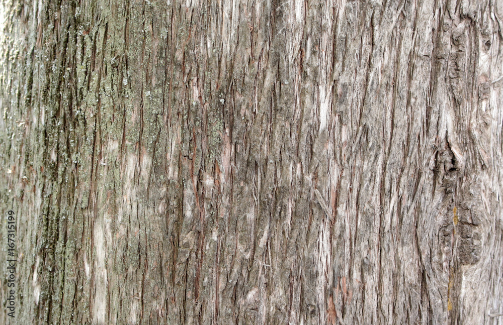 Obraz premium An old tree trunk as a natural background.