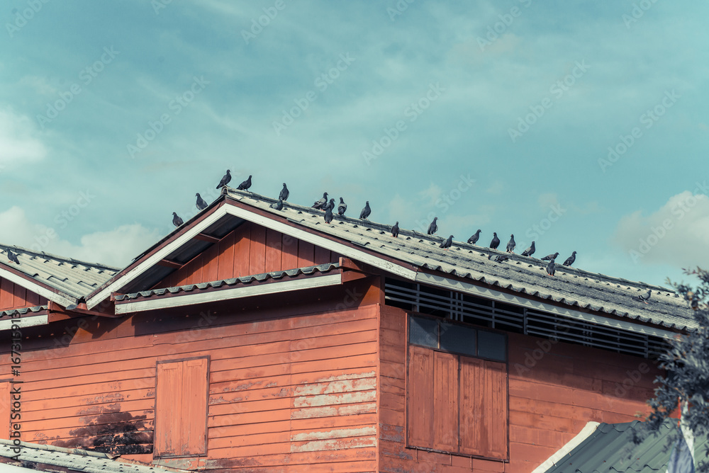 Many grey Pigeons Sitting on the Roof on a Sunny Day. vintage tone.