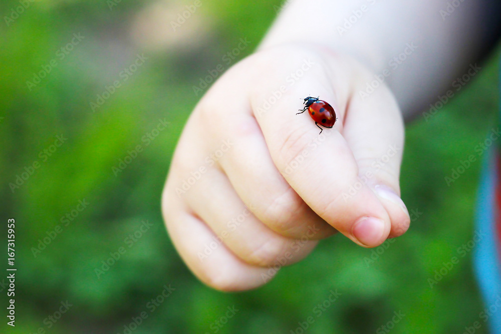 Fototapeta premium Dziecko ręka palec z lady bug czołganiem się na nim. Koncepcja letniego wypoczynku na świeżym powietrzu z rodziną, dzieciństwem, przygodami młodzieży, odkrywaniem środowiska i przyrody.