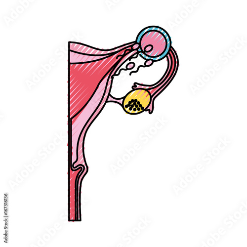 Female reproductive organ with Spermatozoa vector illustration design