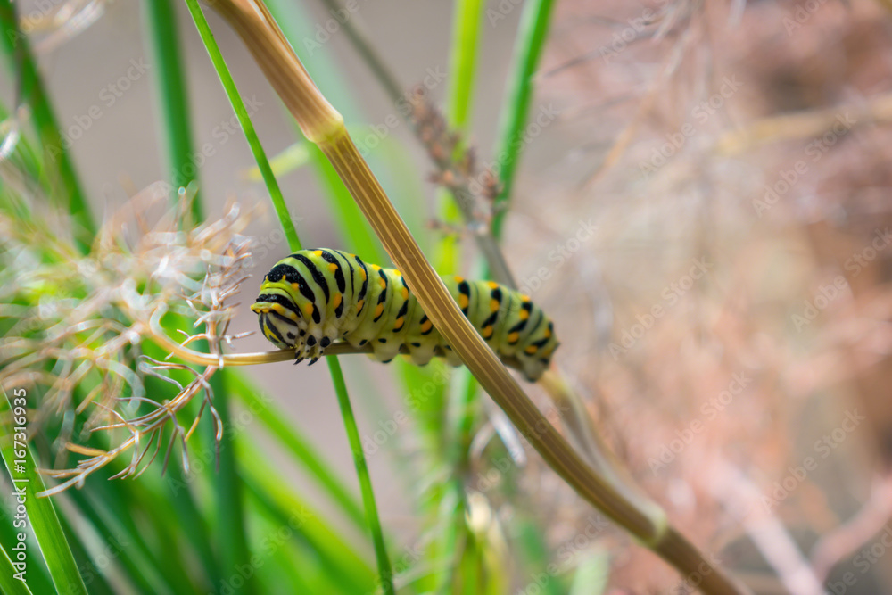 Beautiful colorful swallowtail caterpillar in an herb garden