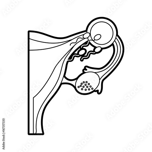 Female reproductive organ with Spermatozoa vector illustration design