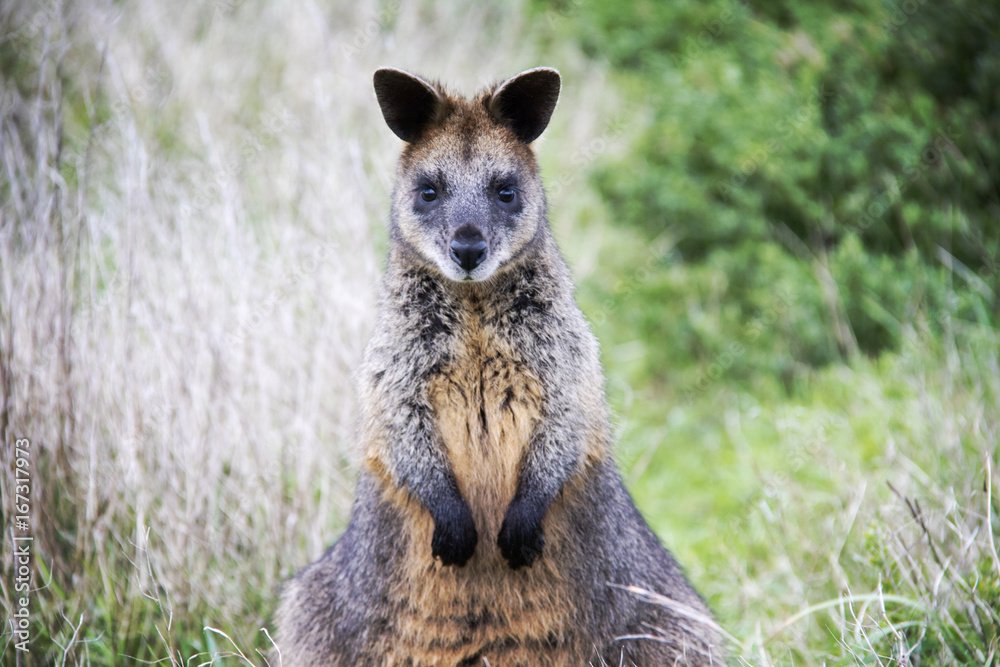 Obraz premium Animals of the World 4