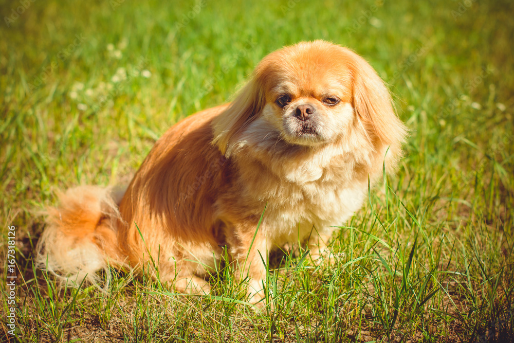 Dog in depressed. Little dog waiting his owner and have a sad mood. Pet will wait his human. Lonely red pekingese making sadly face Dog in depressed. Little dog waiting his owner and have a sad mood. Pet will wait his human. Lonely red pekingese making sadly face